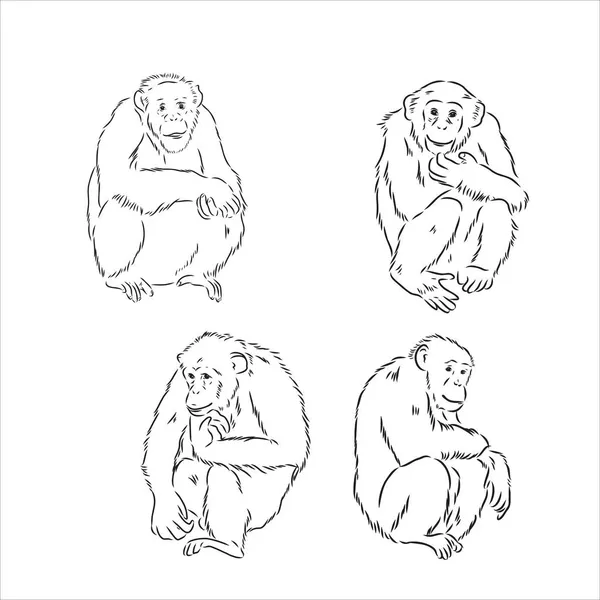 在白色背景上手绘的黑猩猩黑白草图。野生生物。野生动物。黑白相间的黑猩猩黑猩猩黑猩猩黑猩猩猴子 — 图库矢量图片