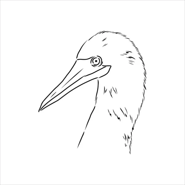 The blue-footed booby Line drawing. Black and white illustration. Vector. — Stock Vector