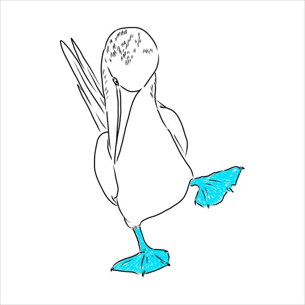 El dibujo de la línea booby de patas azules. Ilustración en blanco y negro. Vector. — Vector de stock