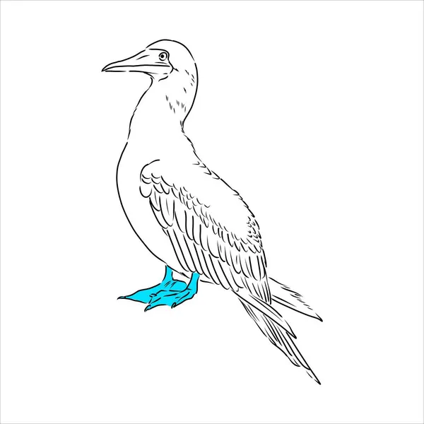 El dibujo de la línea booby de patas azules. Ilustración en blanco y negro. Vector. — Vector de stock