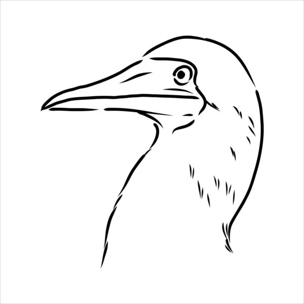 El dibujo de la línea booby de patas azules. Ilustración en blanco y negro. Vector. — Vector de stock