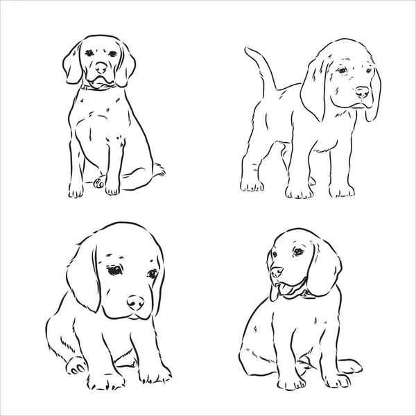 Skizze des niedlichen Beagle-Hund. Vektor-Illustration — Stockvektor