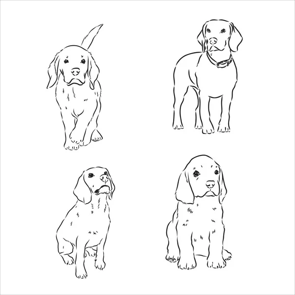 Σκίτσο του χαριτωμένος σκύλος Beagle. Vector εικονογράφηση — Διανυσματικό Αρχείο
