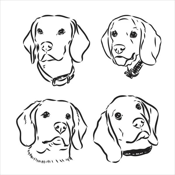 Aranyos Beagle kutya vázlata. Vektoros illusztráció — Stock Vector