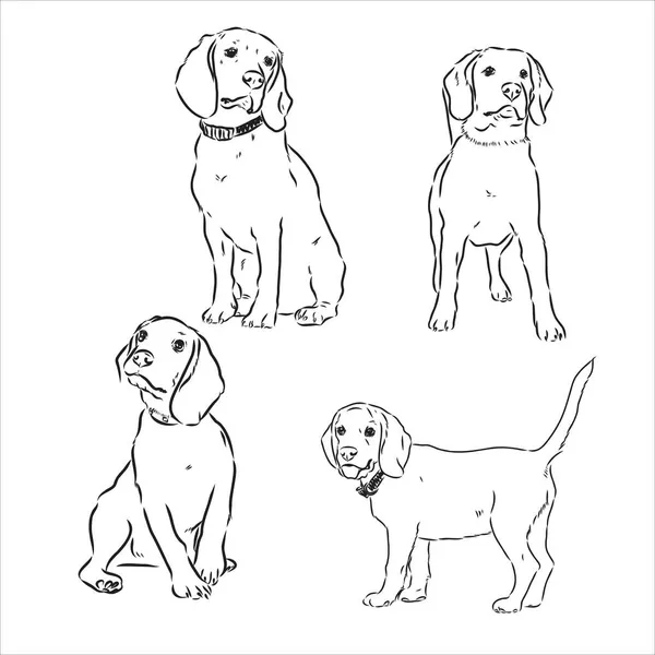 Skizze des niedlichen Beagle-Hund. Vektor-Illustration — Stockvektor