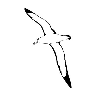 Açık kanatlı martı Albatros kuşu, siyah beyaz çizim vektör çizimleri çiziyor.