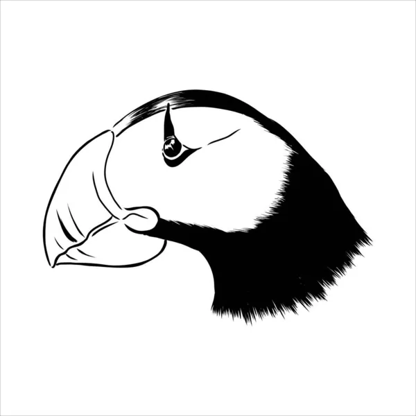 Atlantischer Papageitaucher oder Gemeiner Papageitaucher Illustration, Zeichnung, Gravur, Tusche, Linienzeichnung, Vektor — Stockvektor