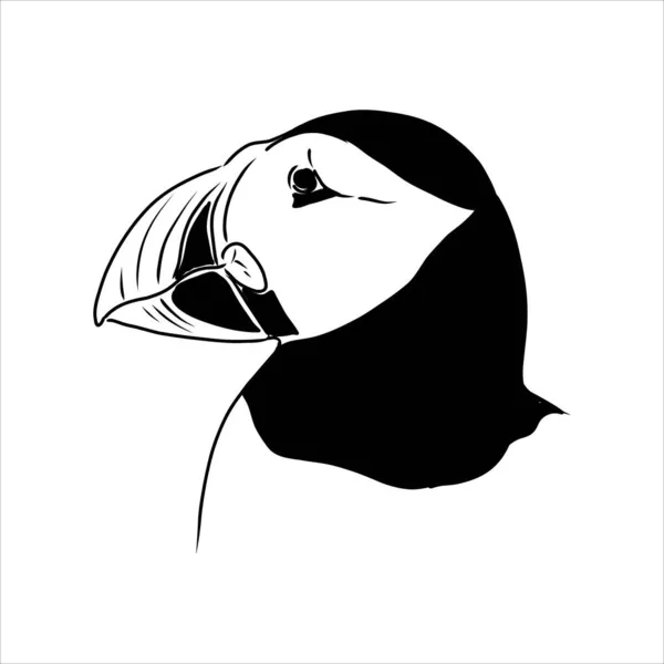Atlantic Puffin or Common Puffin illustration, drawing, graving, ink, line art, vector — стоковый вектор