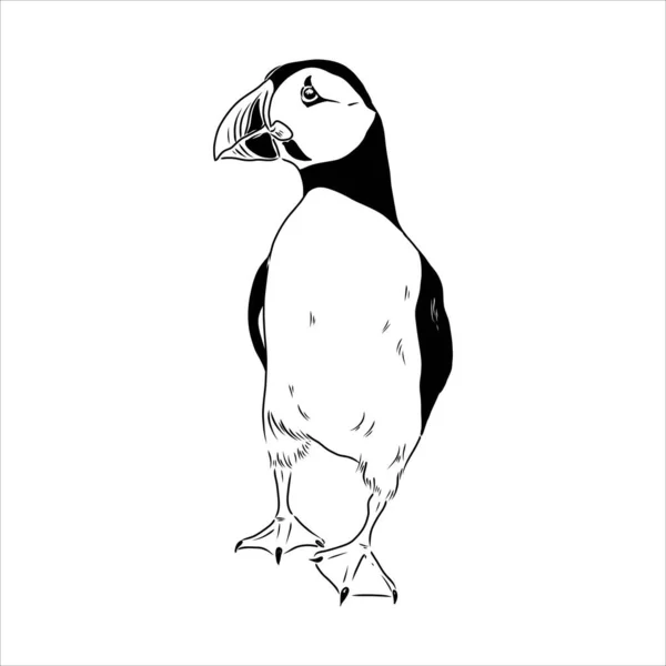 Puffin Atlântico ou Puffin Comum ilustração, desenho, gravura, tinta, arte de linha, vetor — Vetor de Stock