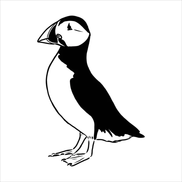 Atlantische papegaaiduiker of gewone papegaaiduiker illustratie, tekening, gravure, inkt, lijnkunst, vector — Stockvector