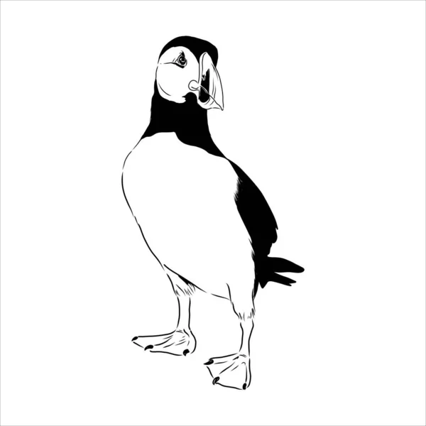 Puffin Atlântico ou Puffin Comum ilustração, desenho, gravura, tinta, arte de linha, vetor — Vetor de Stock