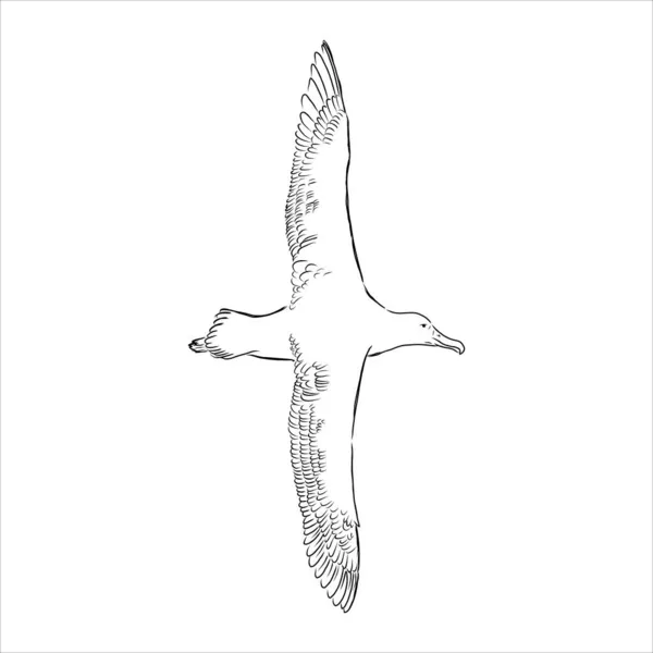 Águila albatros pájaro en vuelo con alas abiertas bosquejo gráficos vectoriales dibujo en blanco y negro — Vector de stock