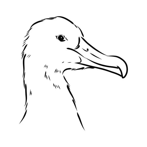 Águila albatros pájaro en vuelo con alas abiertas bosquejo gráficos vectoriales dibujo en blanco y negro — Vector de stock