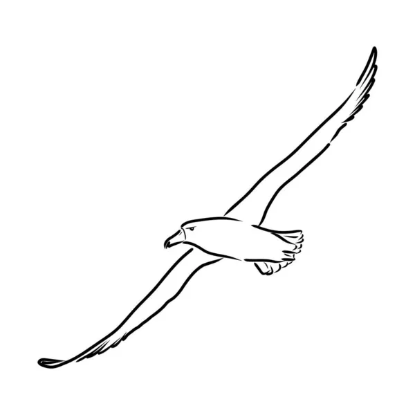 Gabbiano Albatross uccello in volo con ali aperte schizzo grafica vettoriale disegno in bianco e nero — Vettoriale Stock