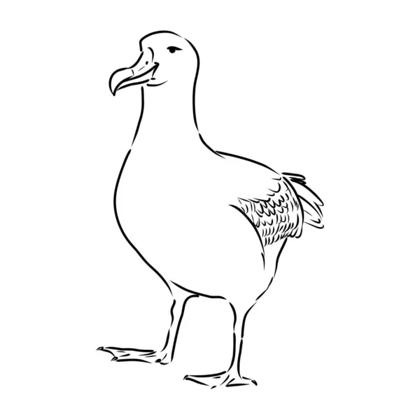 Águila albatros pájaro en vuelo con alas abiertas bosquejo gráficos vectoriales dibujo en blanco y negro — Vector de stock