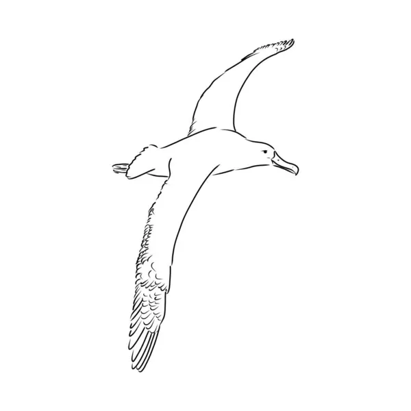 Mouette Albatros oiseau en vol avec ailes ouvertes croquis graphiques vectoriels dessin noir et blanc — Image vectorielle