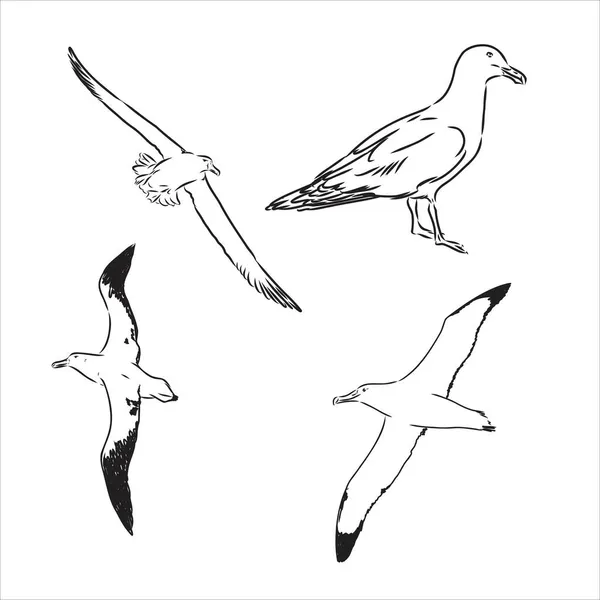 Möwe Albatrossvogel im Flug mit offenen Flügeln Skizze Vektorgrafik Schwarz-Weiß-Zeichnung — Stockvektor