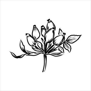 Rosa Hugonis mürekkep kroki. Köpek-rose. İzole. Çizilmiş anahat tarzı el.