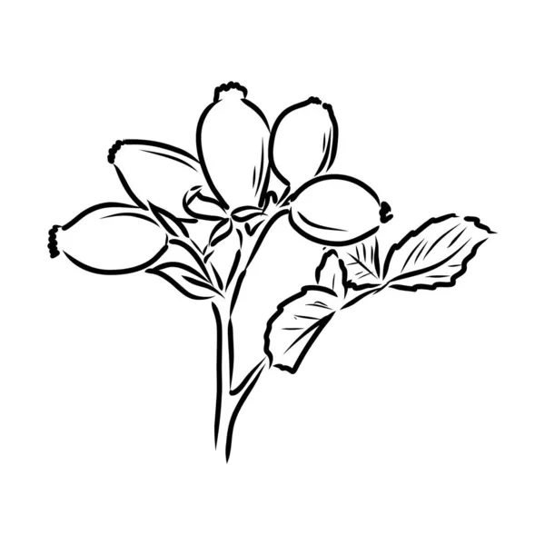 Рисунок Розы Хугонис. Собачья роза. Изолирована. Ручной рисунок . — стоковый вектор
