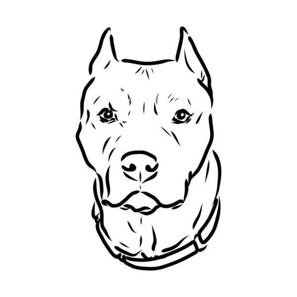 Szkic psa Pit bull terrier. Ilustracja wektorowa — Wektor stockowy