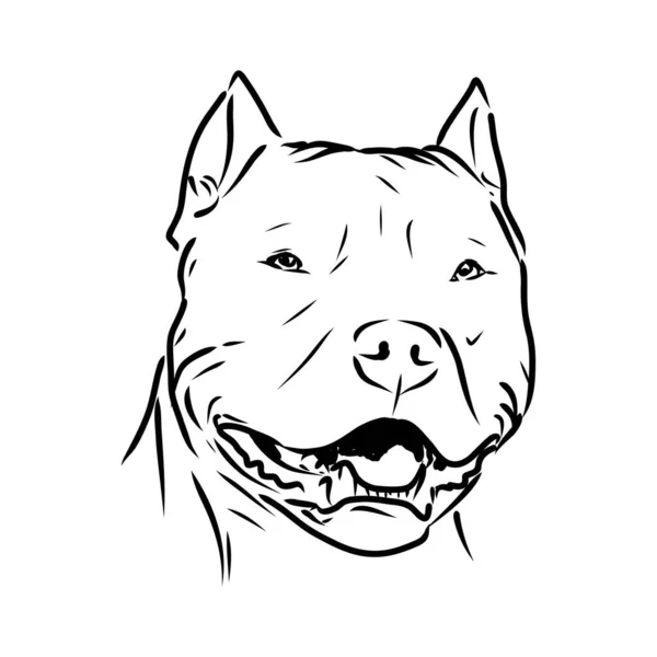 Esboço de Dog Pit bull terrier. Ilustração vetorial —  Vetores de Stock