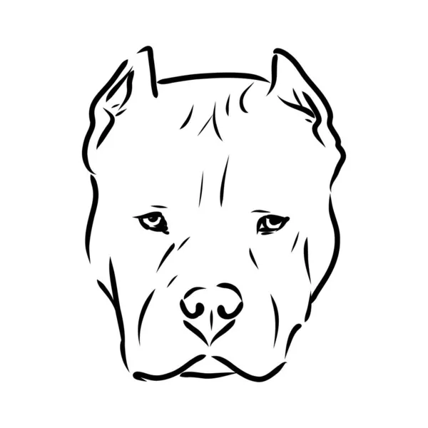 Esboço de Dog Pit bull terrier. Ilustração vetorial — Vetor de Stock