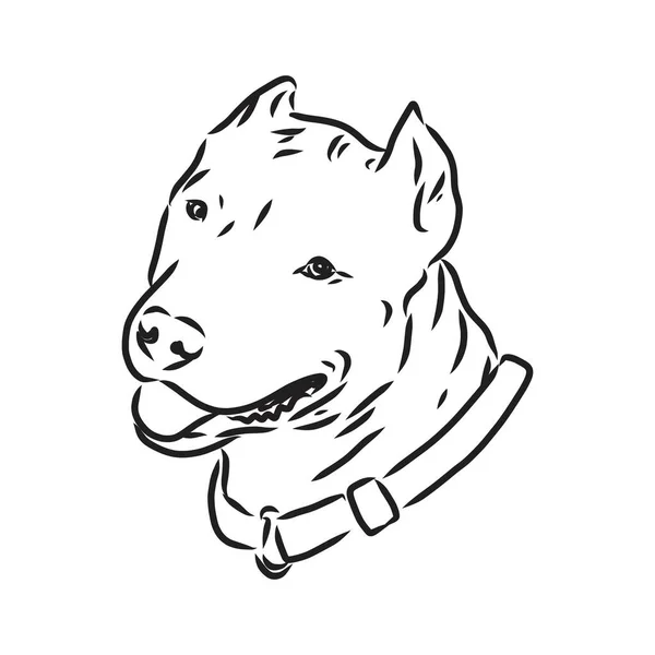 Sketch of Dog Pit bull terrier. Vector Illustration — Stock Vector