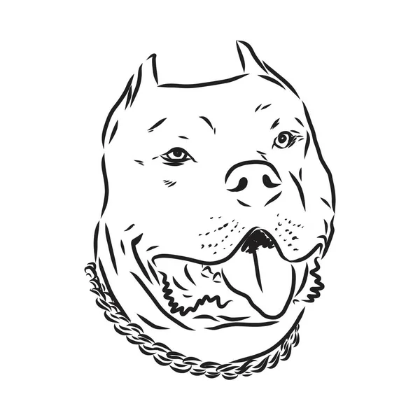 Sketch of Dog Pit bull terrier. Ilustración vectorial — Vector de stock