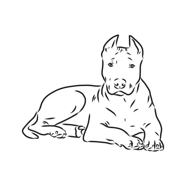 Эскиз собачьего питбуля-терьера. Векторная миграция — стоковый вектор