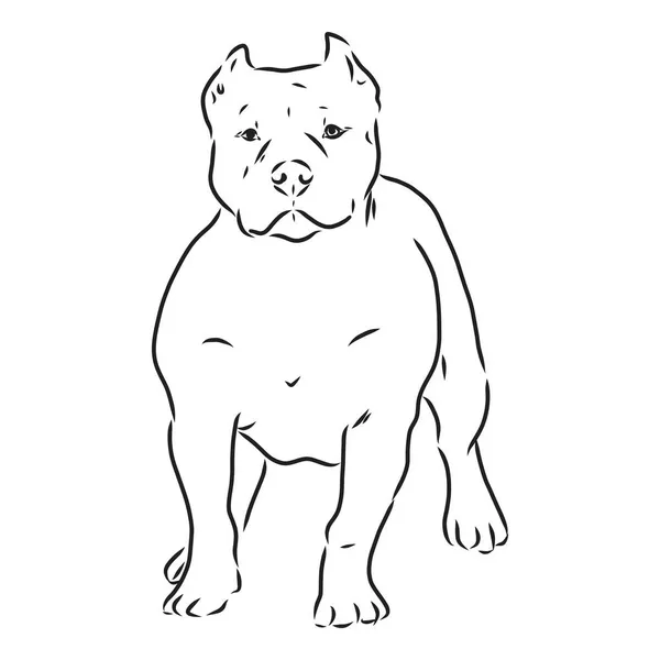 Skiss över hund grop tjur förfärlig. Vektor Illustration — Stock vektor