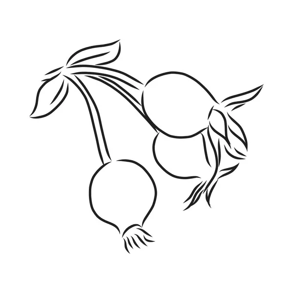 罗莎 Hugonis 墨水素描。狗蔷薇。孤立。手工绘制的轮廓样式. — 图库矢量图片