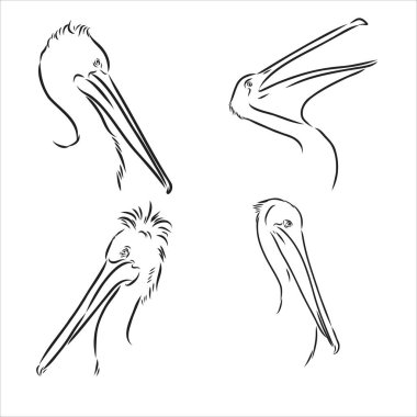 Doğrusal çizim tarzında el çizimi pelikan portresi. Markalaşma veya reklam için vektör grafiği.