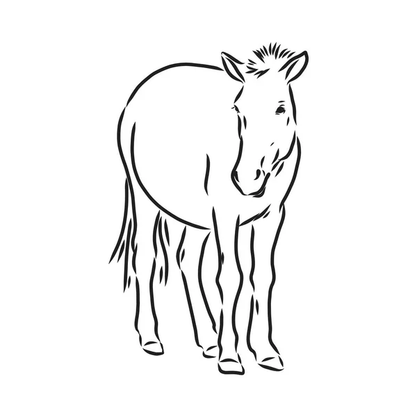 Przewalského koně, abstraktní obraz na bílém pozadí. Vektorová ilustrace, představte si divokého hřebce — Stockový vektor