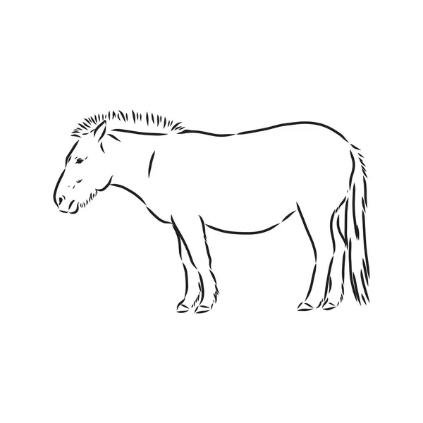 白い背景の抽象的なイメージであるPrzewalski馬。ベクトルイラスト野生の種牡馬を描く — ストックベクタ