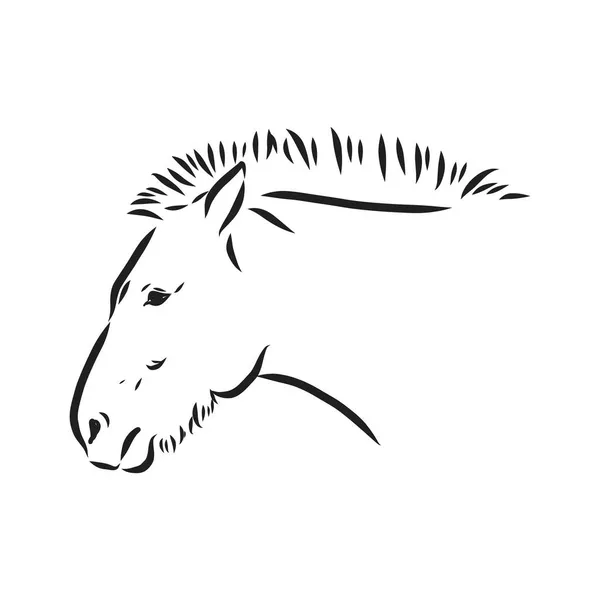 Het Przewalskis paard, een abstract beeld op een witte achtergrond. Vector illustratie, beeld een wilde hengst in — Stockvector