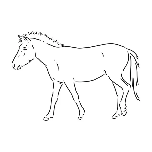 Le cheval Przewalskis, une image abstraite sur fond blanc. Illustration vectorielle, image d'un étalon sauvage — Image vectorielle