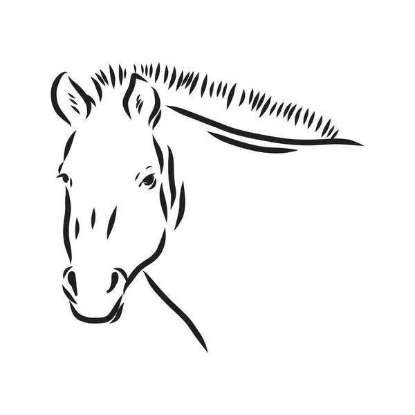 Przewalski atı, beyaz arka planda soyut bir görüntü. Vektör illüstrasyonu, vahşi bir aygır düşünün. — Stok Vektör