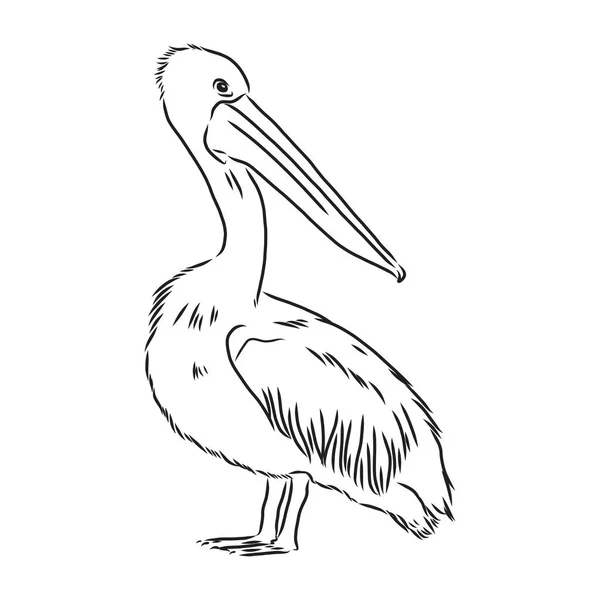 Doğrusal çizim tarzında el çizimi pelikan portresi. Markalaşma veya reklam için vektör grafiği. — Stok Vektör