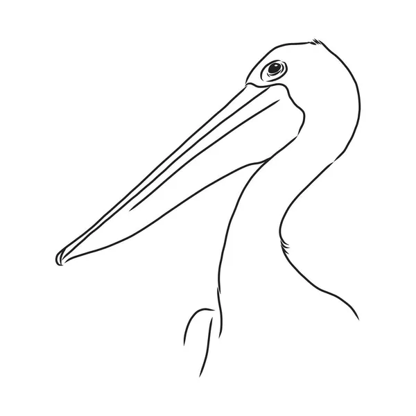 Hand drawn pelican portrait made in vector in linear sketch style. Vector graphic for branding or advertising. — Stock Vector