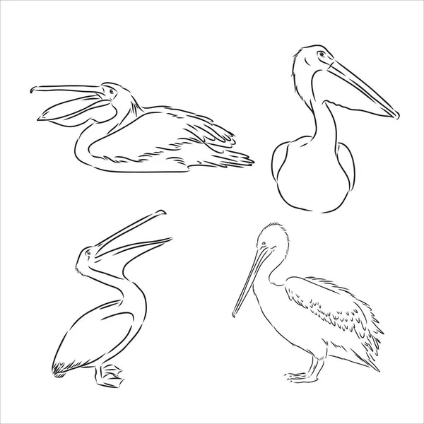 Ručně kreslený pelikánský portrét vytvořený ve vektoru v lineárním náčrtu. Vektorová grafika pro značkování nebo reklamu. — Stockový vektor