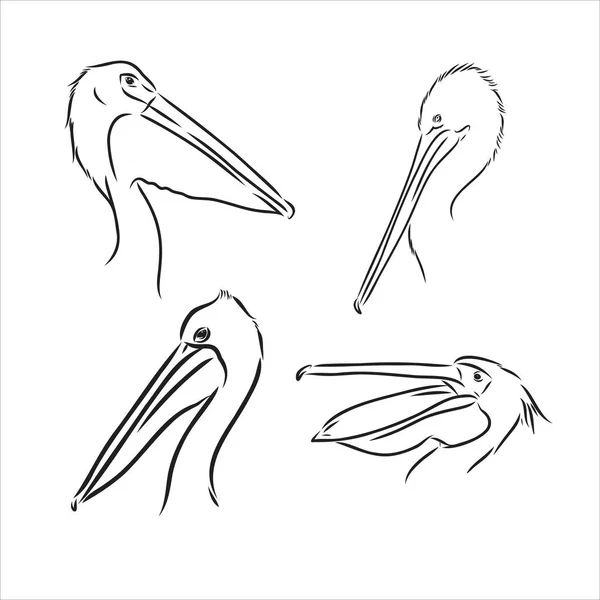 Ručně kreslený pelikánský portrét vytvořený ve vektoru v lineárním náčrtu. Vektorová grafika pro značkování nebo reklamu. — Stockový vektor