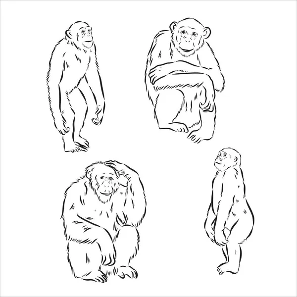 Esquisse en noir et blanc dessinée à la main du chimpanzé sur fond blanc. La vie sauvage. Des animaux sauvages. Chimpanzé noir et blanc, chimpanzé, singe — Image vectorielle