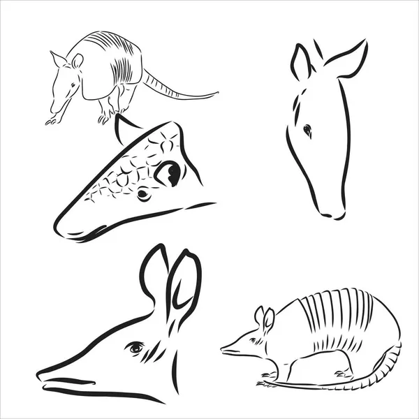 Armadillo desenhado à mão ilustração vetorial em preto e branco —  Vetores de Stock