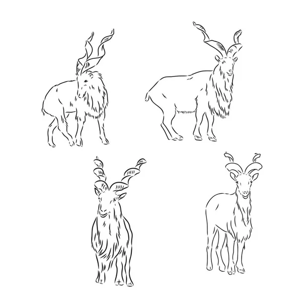 Vector conjunto de carneros, macho de oveja, bosquejo dibujado a mano de animales aislados en fondo blanco — Vector de stock