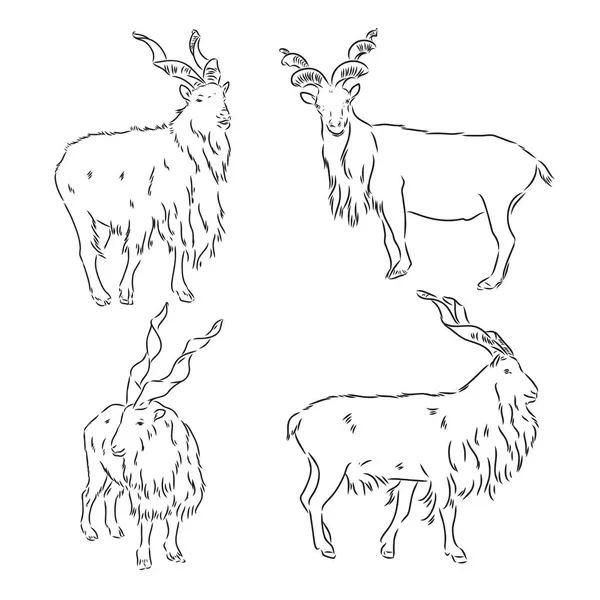 Conjunto vetorial de carneiros, macho de ovelha, esboço desenhado à mão de animais isolados em fundo branco —  Vetores de Stock
