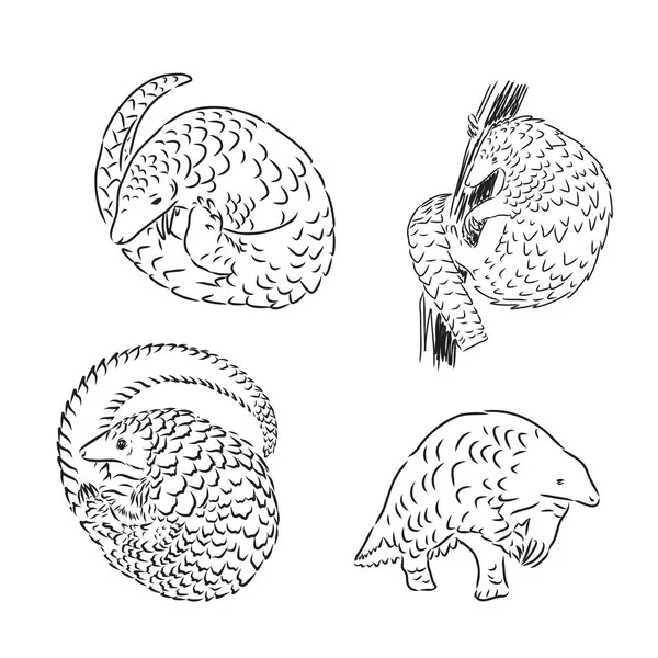 Панголинская гравировка животных векторная иллюстрация. Имитация в стиле Scratch board. Черно-белое изображение . — стоковый вектор