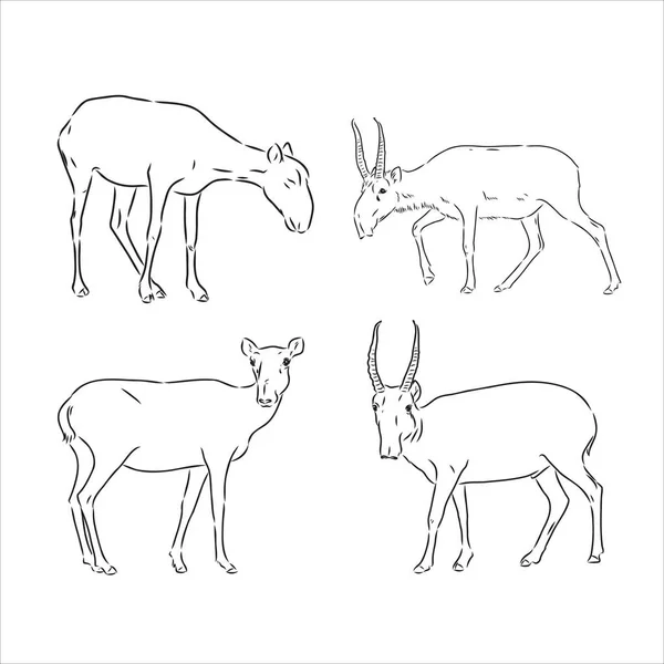 Dibujo dibujado a mano estilo saiga antílope aislado sobre fondo blanco. Ilustración vectorial. — Archivo Imágenes Vectoriales