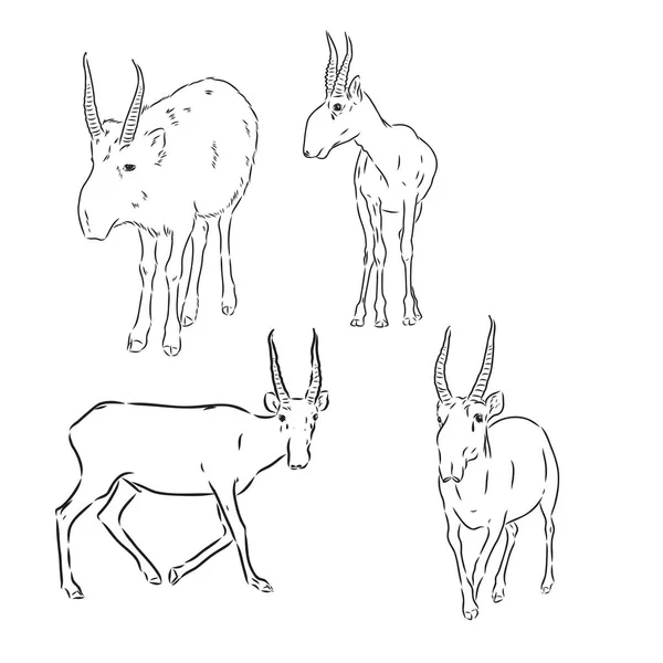 Ručně kreslené skica styl saiga antilopa izolované na bílém pozadí. Vektorová ilustrace. — Stockový vektor
