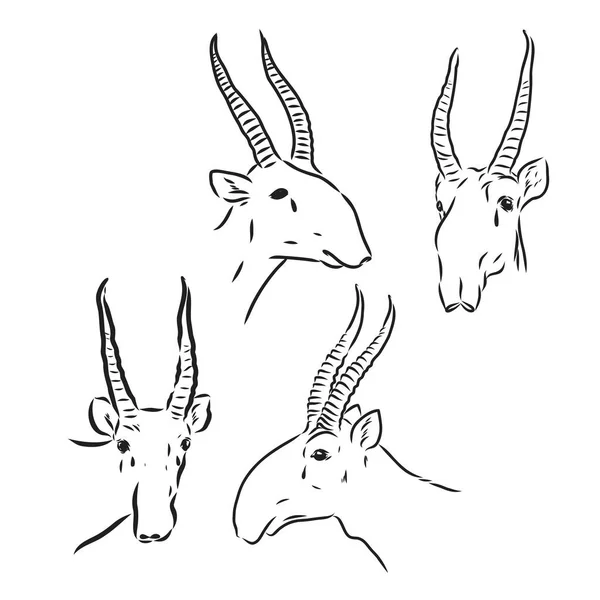 Handgetekende schets stijl saiga antilope geïsoleerd op witte achtergrond. Vectorillustratie. — Stockvector