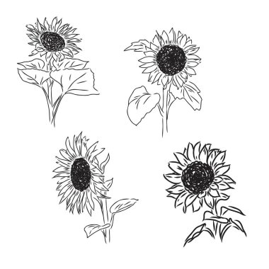 Ayçiçeği El, ayçiçeklerinin çizimlerini yaptı. ayçiçeği vektörü